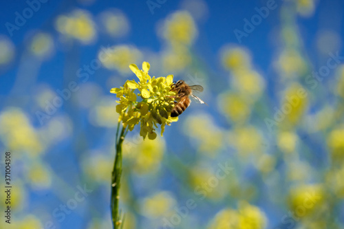 honey bee with yellow flowers on blue background
