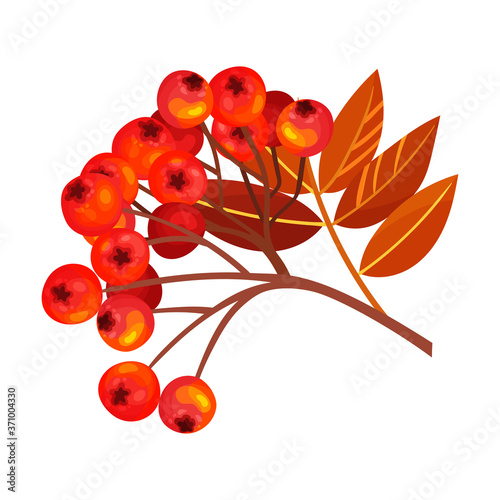 Rowan Berry Cluster Hanging on Tree Branch with Pinnate Leaves Vector Illustration