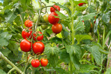 Ripe red tomatoes growing on bush in the garden