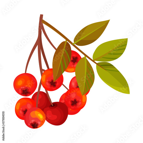 Rowan Berry Cluster Hanging on Tree Branch with Pinnate Leaves Vector Illustration