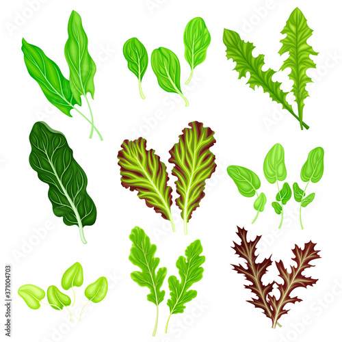Salad Leaves with Rocket Salad and Spinach Vector Set