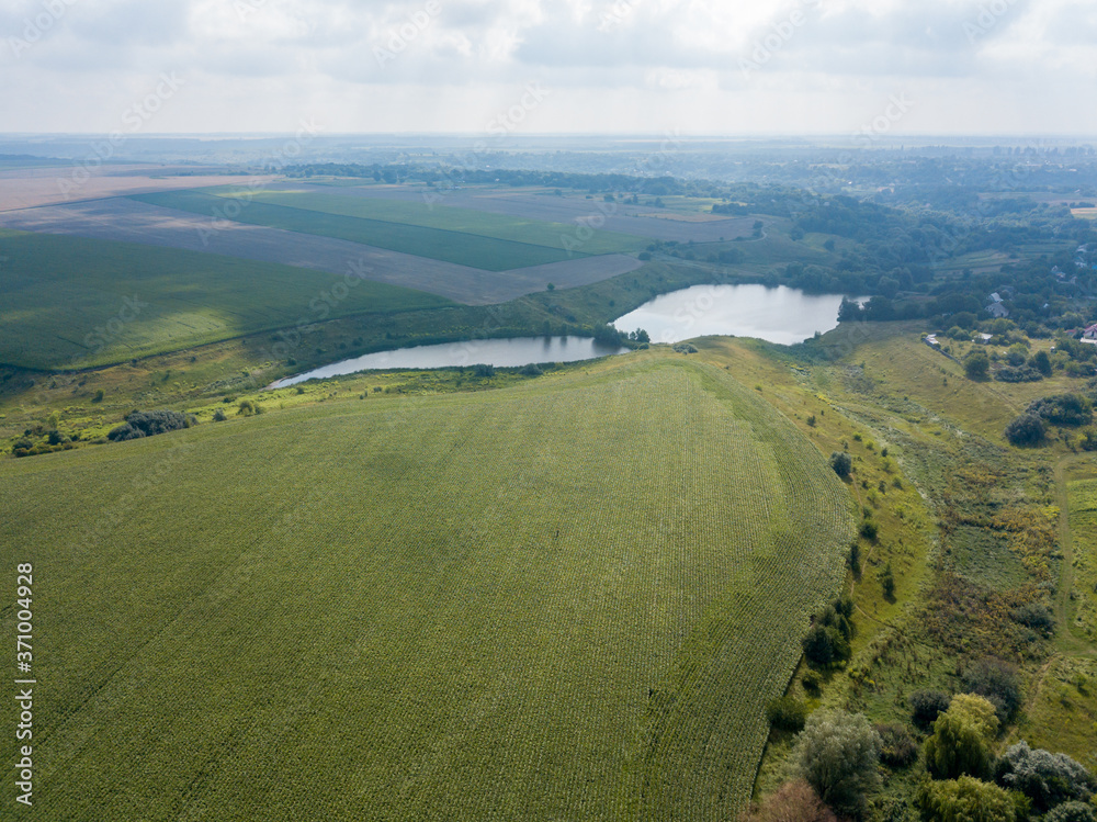 Naklejka premium Aerial drone view. Ukrainian green corn field on a summer day.