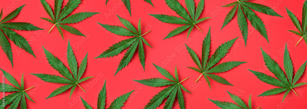Pattern of hemp or cannabis leaves on red background. Top view. Flat lay. Close up of fresh cannabis leaves for your design. Banner