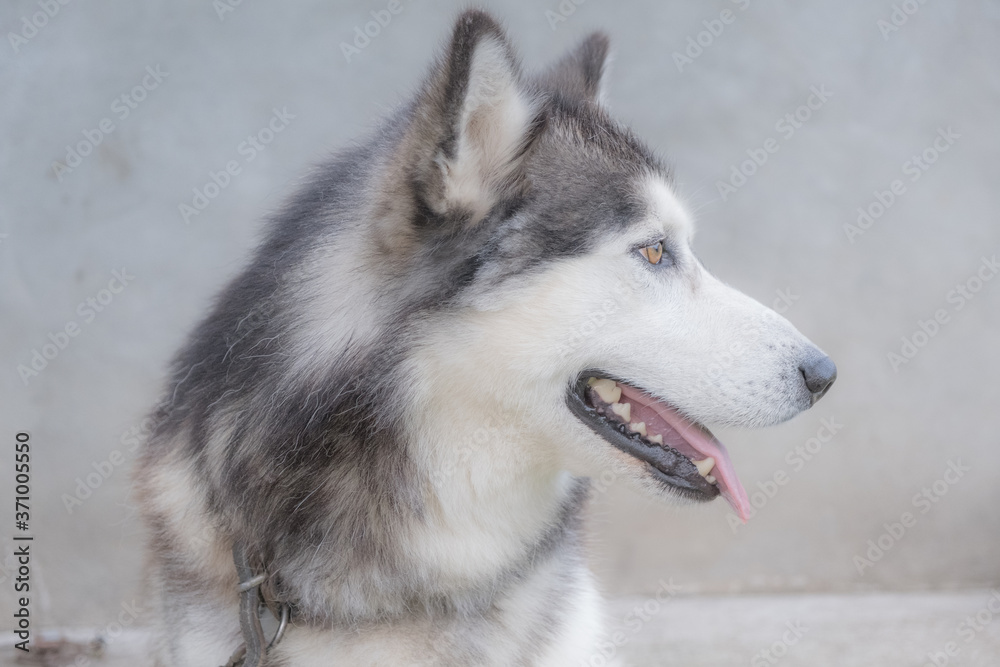 Siberian husky profile face. Selective focus 