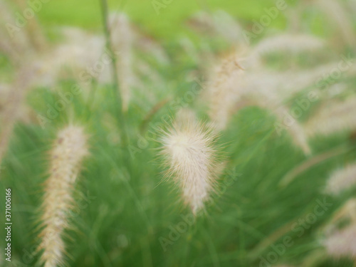 grass in the field nature background © amonphan