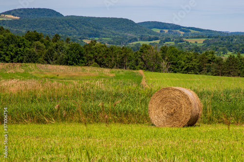 hay bales in the field