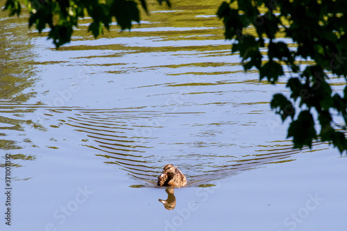 duck on the lake © Eric