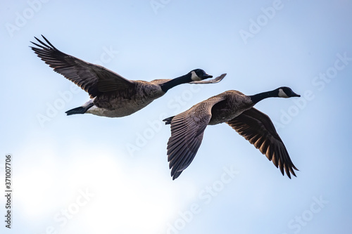 Canada Geese pair in flight