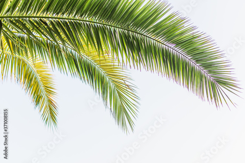 Palm tree leaf over light blue sky with morning sun.