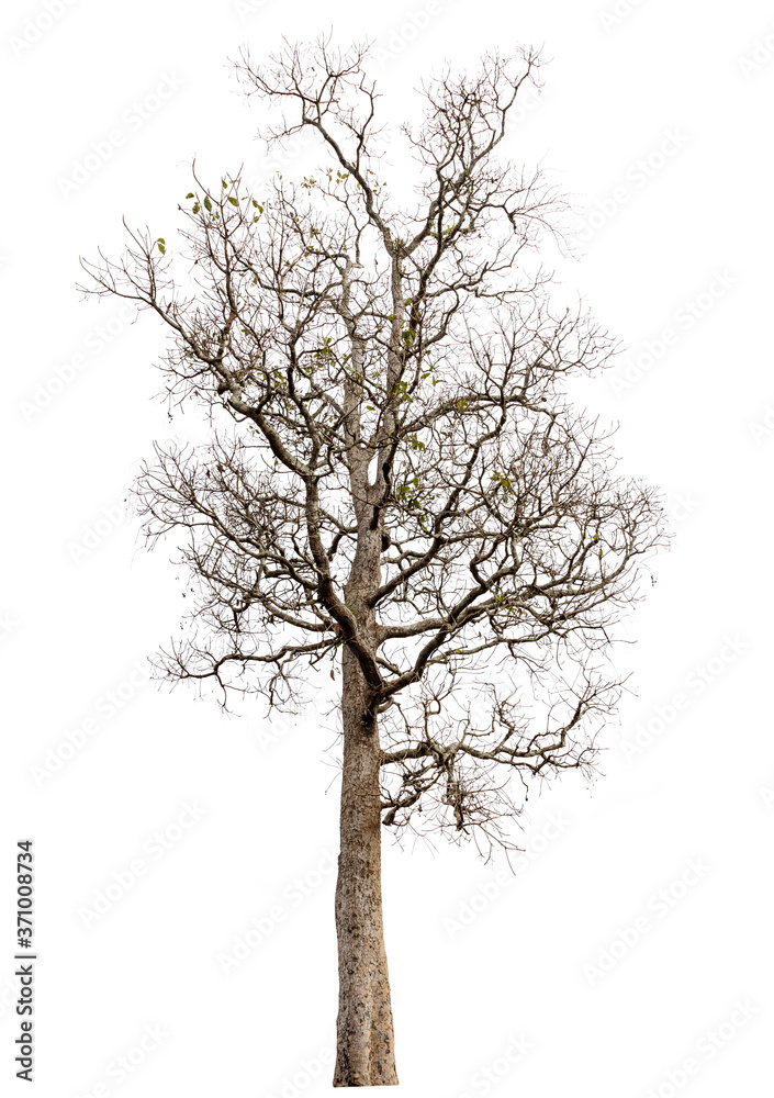 death tree isolated on white background with clipping path death tree isolated on white background with clipping path