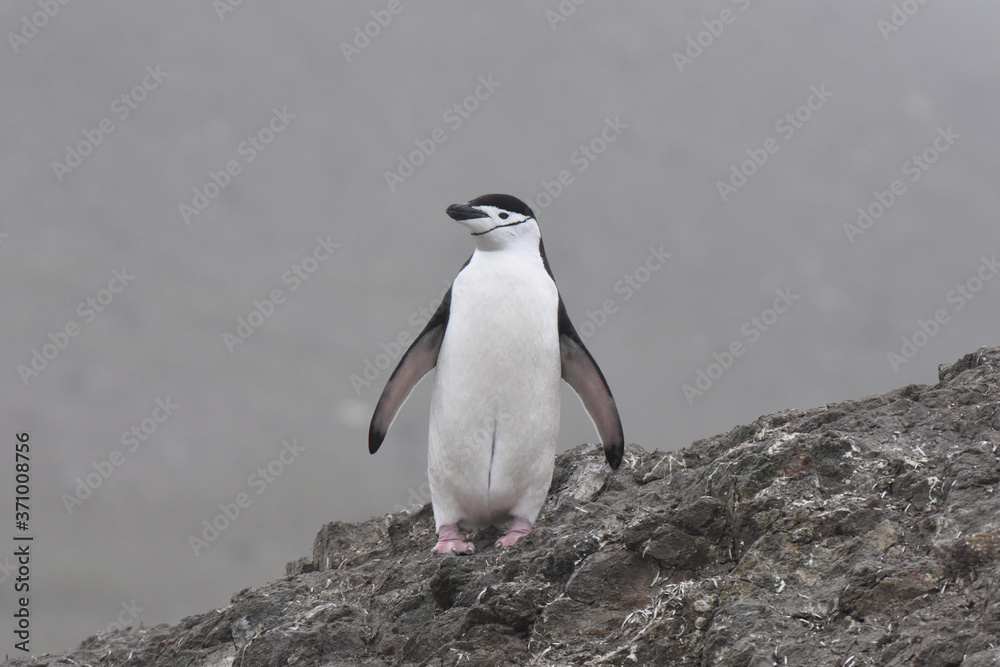 Obraz premium Chinstrap penguin in Barrientos Island, Antarctica
