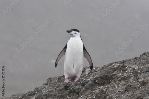 Chinstrap penguin in Barrientos Island, Antarctica