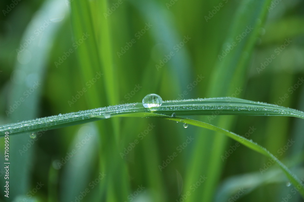Obraz premium water drops on grass