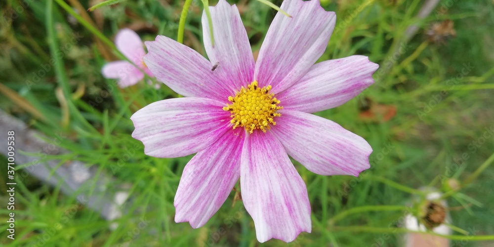 Obraz premium Poland