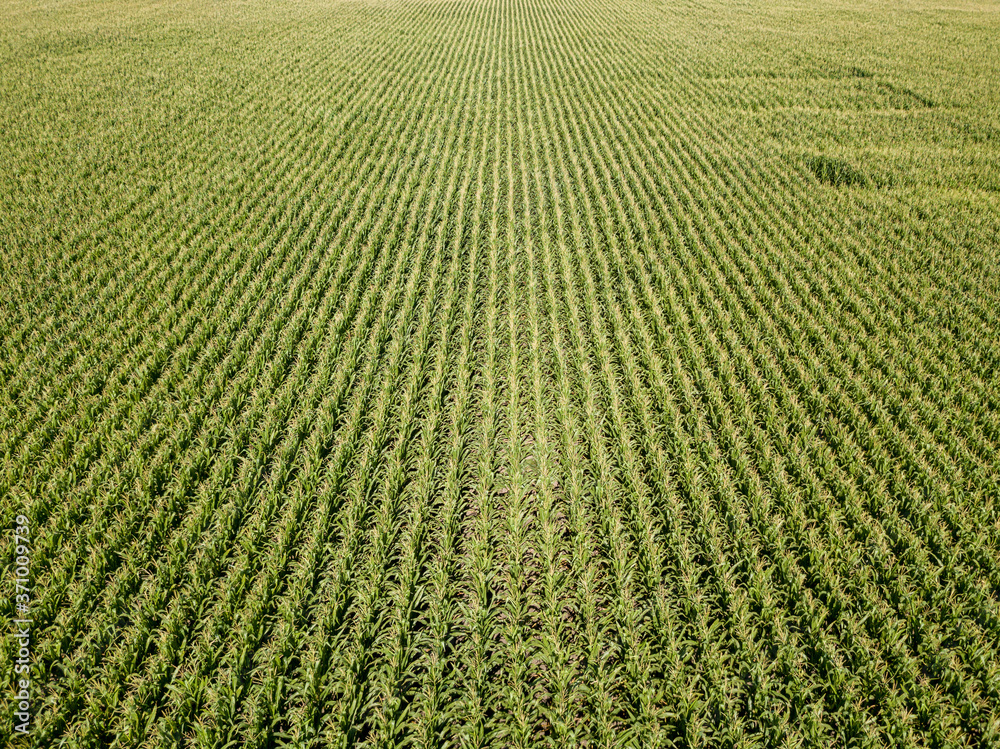 Aerial drone view. Ukrainian green corn field on a summer day. Aerial drone view. Ukrainian green corn field on a summer day.