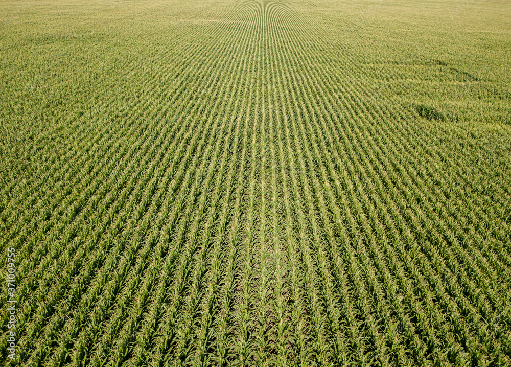 Aerial drone view. Ukrainian green corn field on a summer day.