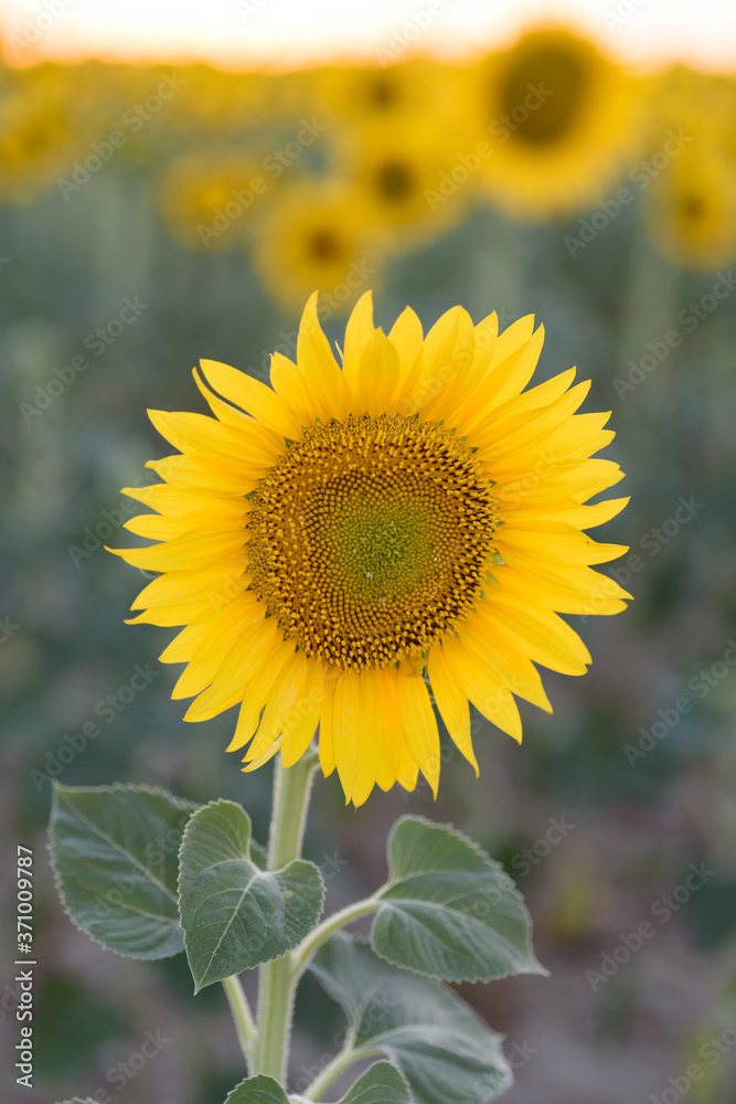 Fototapeta premium Sunflower in full bloom with its yellow petals at sunset. Sunflower flower for pipes.Sunflower in full bloom with its yellow petals at sunset. Sunflower flower for pipes.