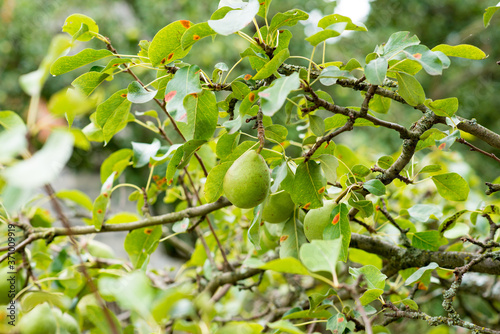 green, unripe pears in the garden, pear trees in the organic garden