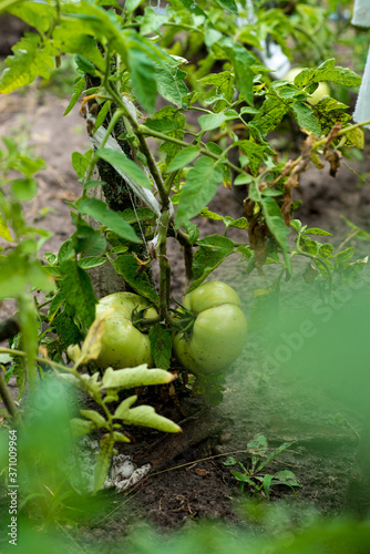 green, unripe tomatoes grow in the garden, harvest in the country