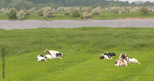 Ruminants in river meadow. Lower Rhine and blooming hawthorn in background. A typical sight in the Dutch lowlands.