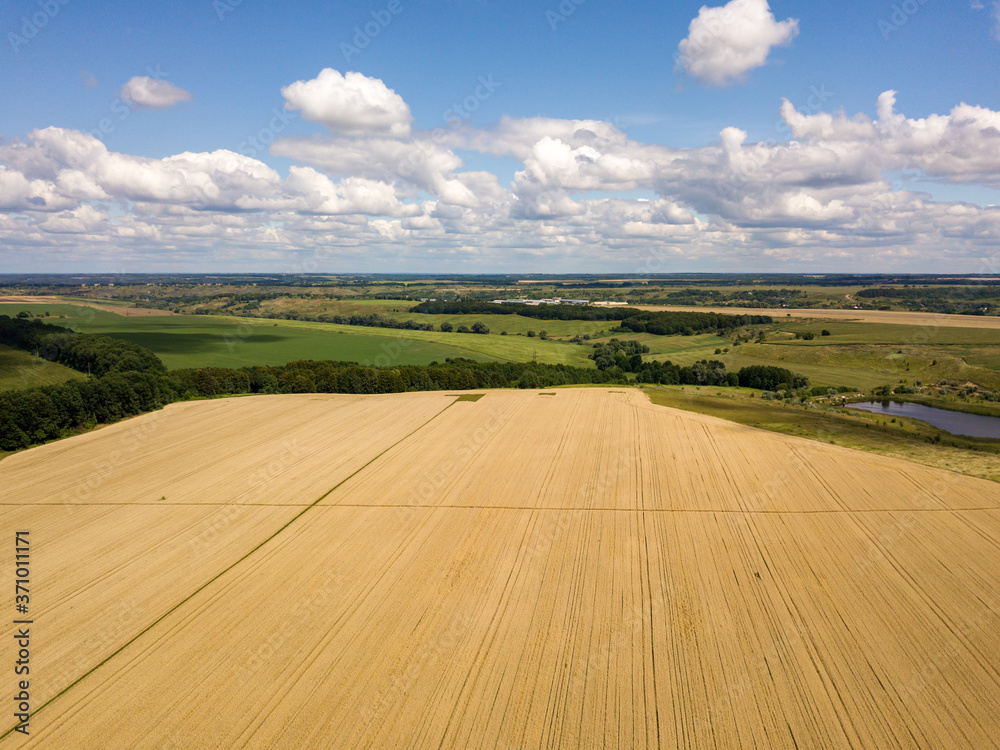 Fototapeta premium Ukrainian wheat field. Aerial drone view.