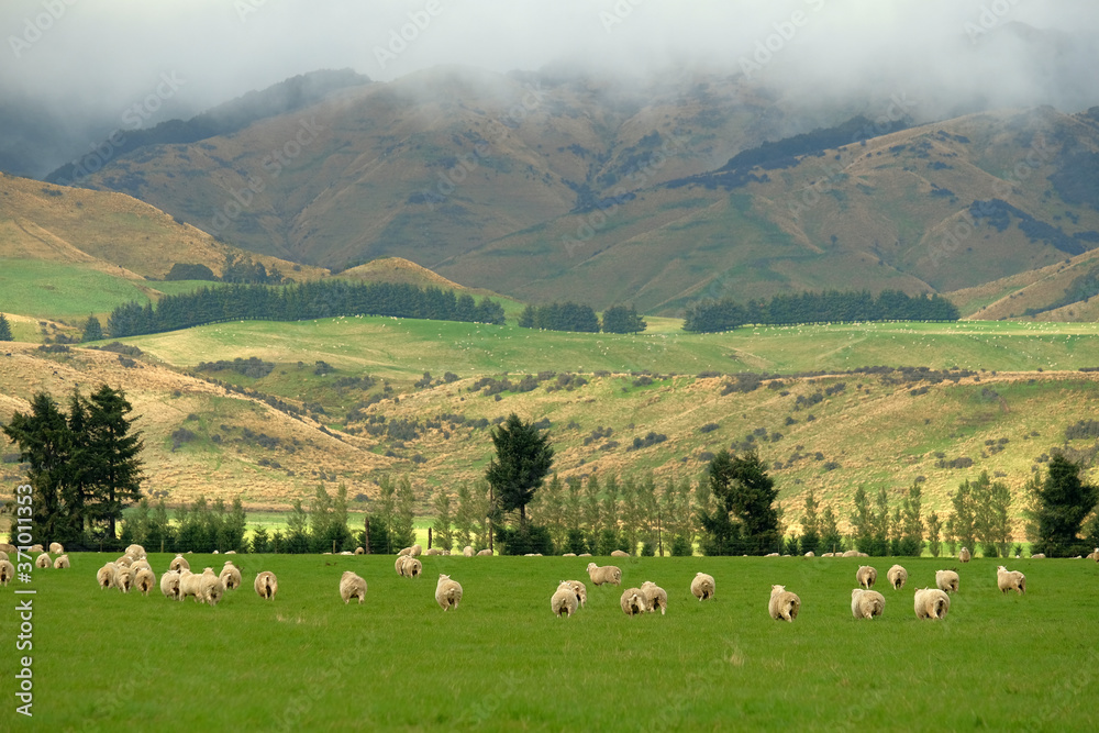 Sheep farm New Zealand  and mountain background.