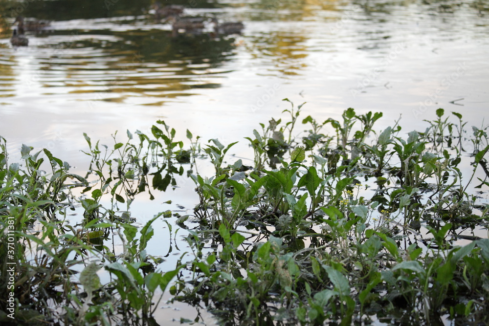 Wild river waterfront overgrown with green flora leaves near shore in Park outdoor on a summer day, ecological European water landscape Wild river waterfront overgrown with green flora leaves near shore in Park outdoor on a summer day, ecological European water landscape