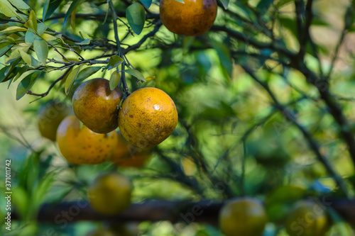Natural organic orange fruit on tree in farm 