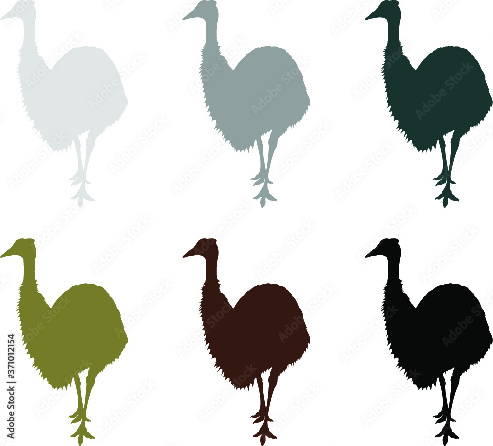 Obraz premium collection of emu birds