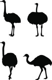 vector illustration of a set of ostrich