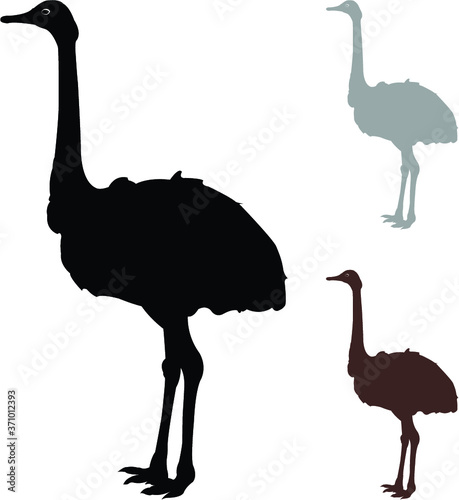 ostrich vector illustration
