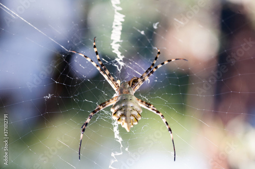 Agriopa Wasp Spider
