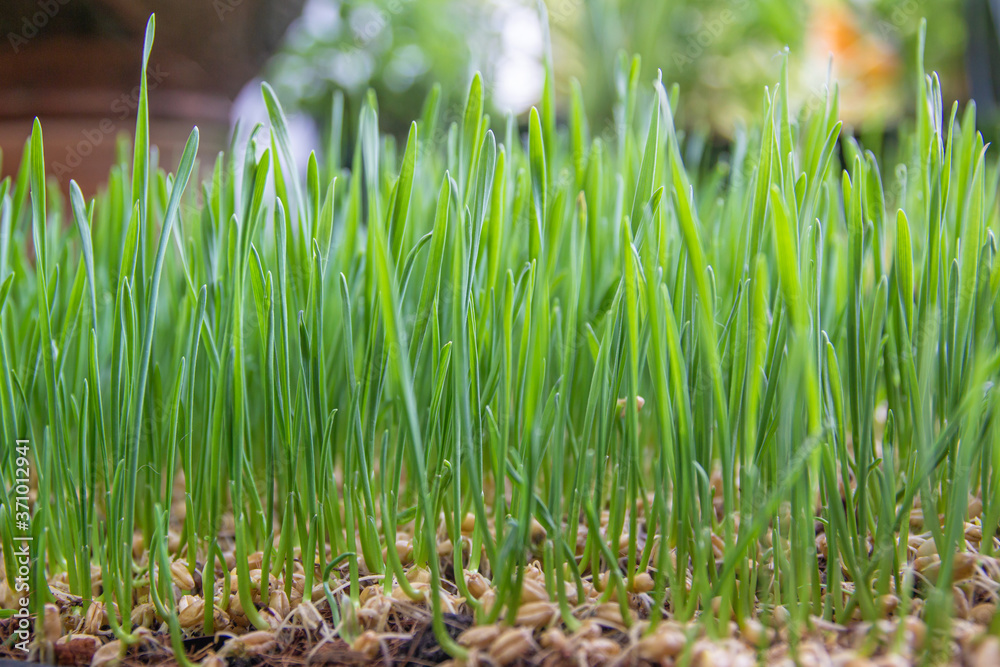 Obraz premium close up grow wheat grass