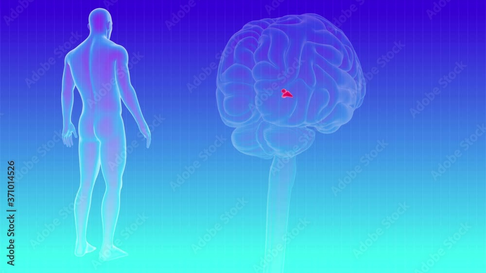 Human Brain inner parts Pineal gland Anatomy For Medical Concept Loopable 3D Illustration Human Brain inner parts Pineal gland Anatomy For Medical Concept Loopable 3D Illustration