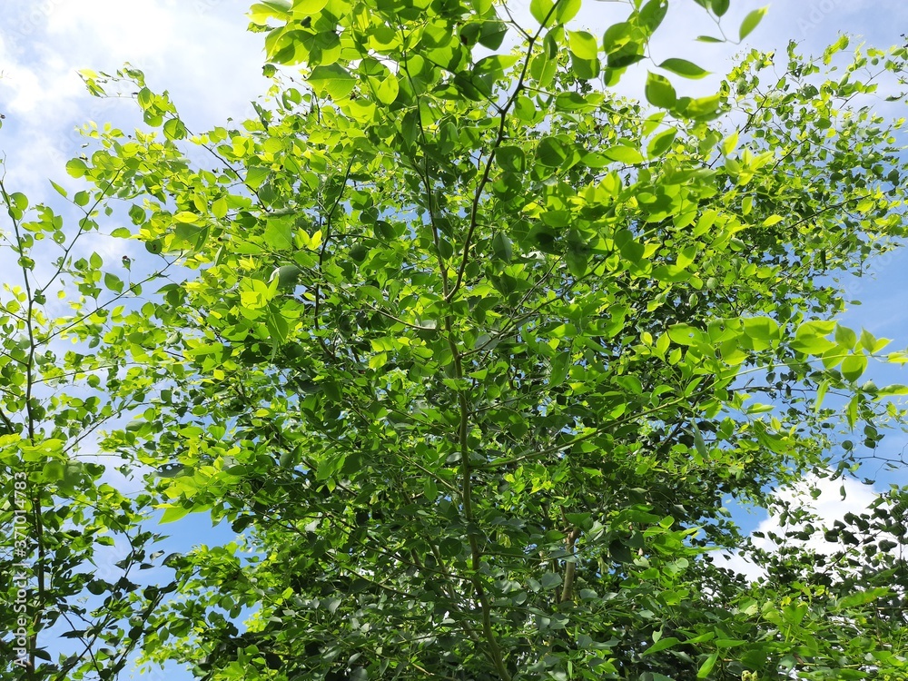 Dalbergia sissoo tree in blue sky background. This tree, known commonly as North Indian rosewood, is a fast-growing, hardy deciduous rosewood tree native to the Indian Subcontinent and Southern Iran. Dalbergia sissoo tree in blue sky background. This tree, known commonly as North Indian rosewood, is a fast-growing, hardy deciduous rosewood tree native to the Indian Subcontinent and Southern Iran.