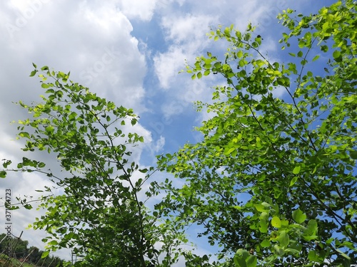 Fototapeta Naklejka Na Ścianę i Meble -  Dalbergia sissoo tree in blue sky background. This tree, known commonly as North Indian rosewood, is a fast-growing, hardy deciduous rosewood tree native to the Indian Subcontinent and Southern Iran.
