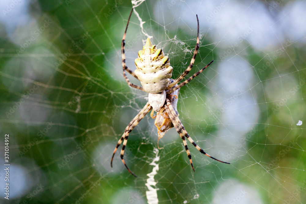 Agriopa Wasp Spider Agriopa Wasp Spider
