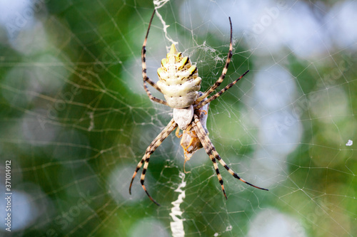 Agriopa Wasp Spider