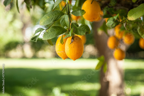 Canvas Print ripe meyer lemons hanging from a tree with bright green leaves