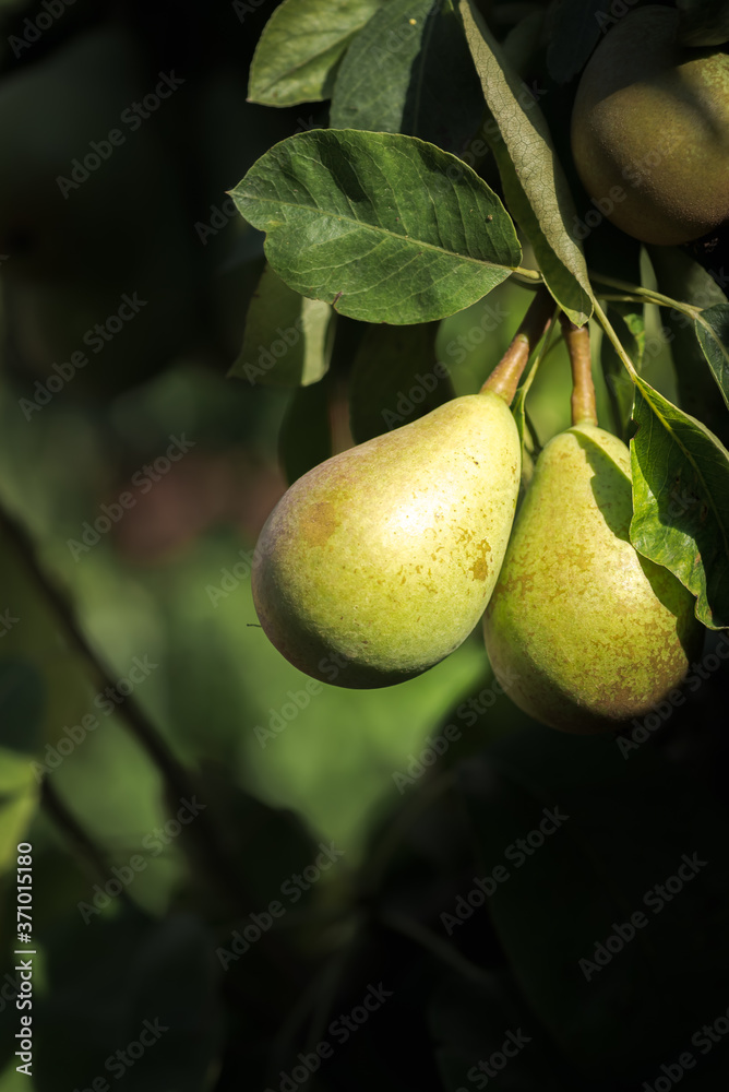 unripe conference pears hanging on a home garden tree in summer unripe conference pears hanging on a home garden tree in summer