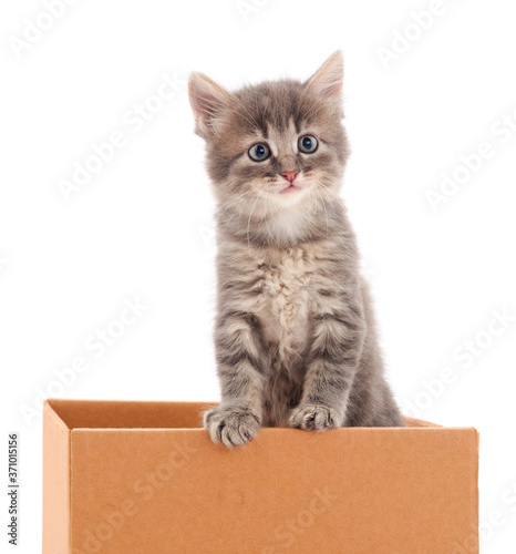 Kitten sitting in box.