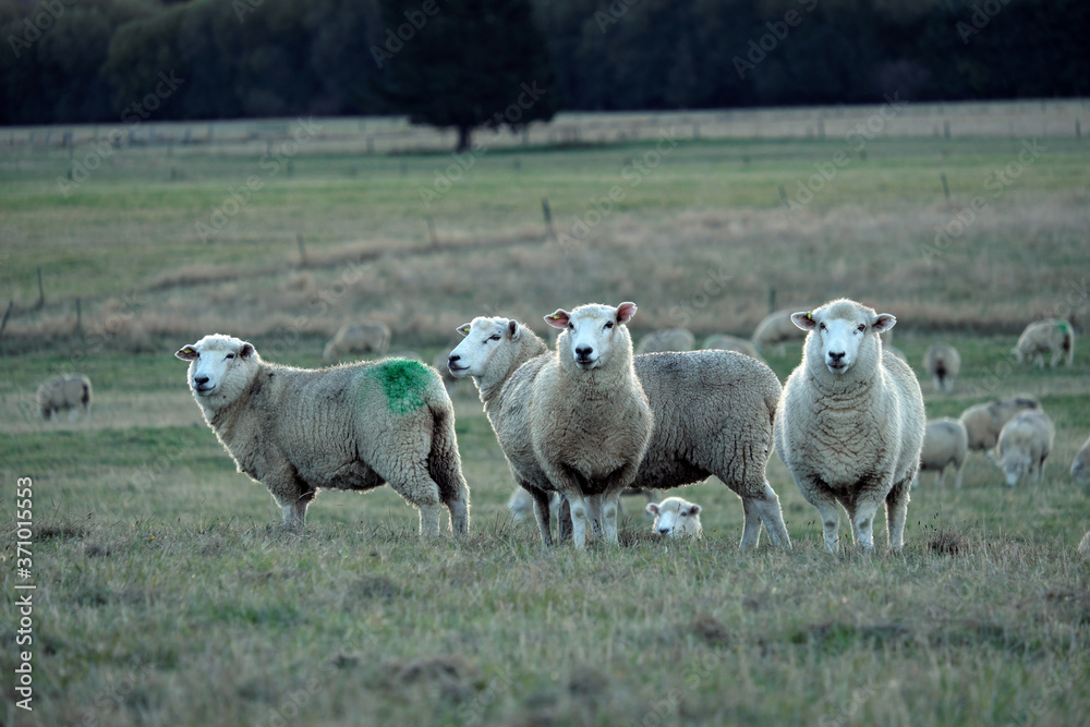 Fototapeta premium Sheep farm New Zealand and mountain background.