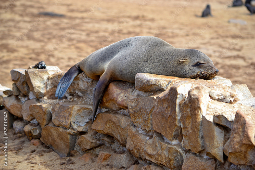 Sea lion sleeping on a stone wall, Skeleton Coast site, large sea lion colony, Namibia, Africa
