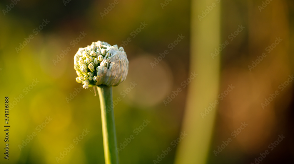 Flowers on onions in the garden. Flowers on onions in the garden.