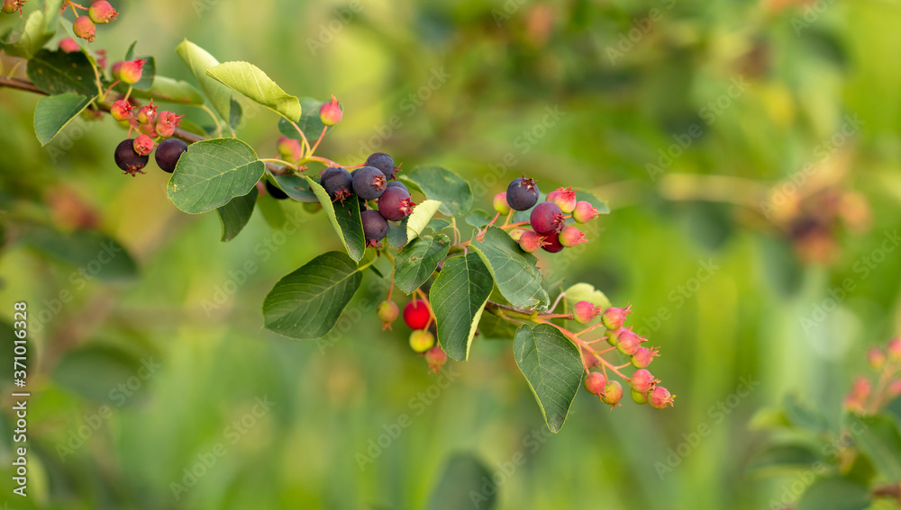 Amelanchier berries in a vegetable garden at sunset. Amelanchier berries in a vegetable garden at sunset.