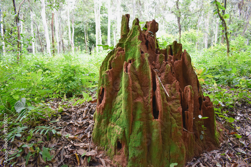 Big ant hill in the forest