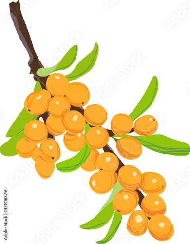  Orange sea buckthorns berries with green leaves isolated