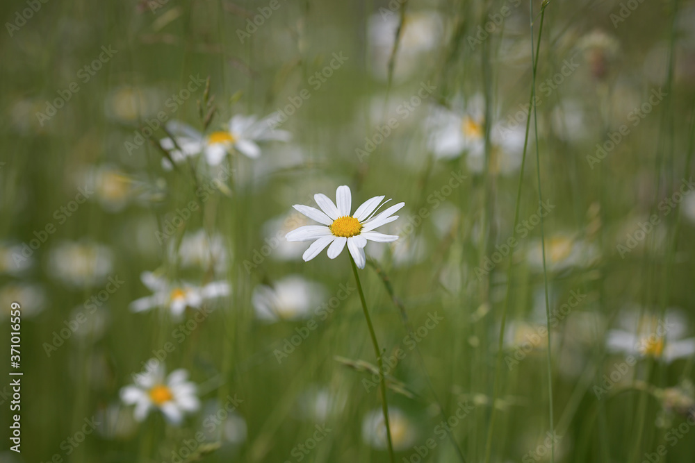 Large white daisy with a yellow center on a summer country pond Large white daisy with a yellow center on a summer country pond
