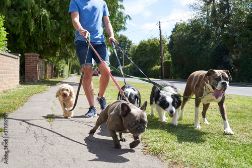 Young male dog walker walking dogs along surburban street photo