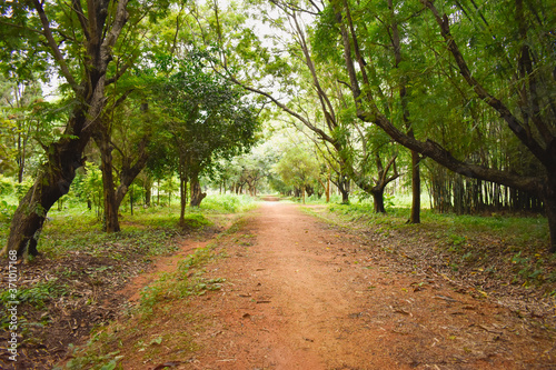 path in the forest in the morning